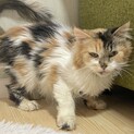 癒し系サイベリアンの里親様募集致します！