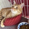 可愛いチャチャちゃん交渉中 サムネイル3