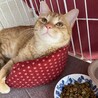 可愛いチャチャちゃん交渉中 サムネイル4