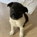 元旦生まれの雑種子犬のサンくん