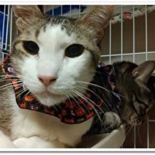 【3/28⭐堺東にて里親会】参加猫ホースくん