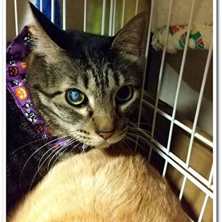 【3/28⭐堺東にて里親会】参加猫きっじーくん