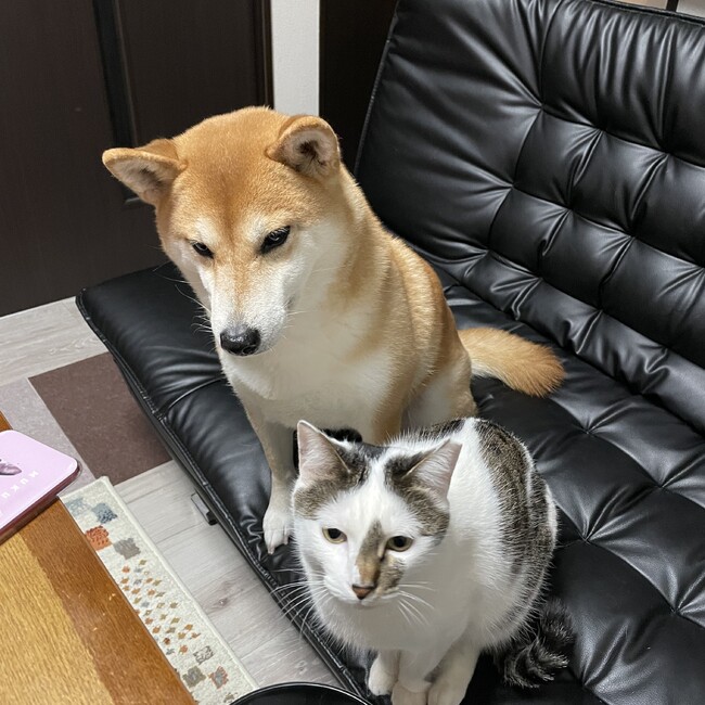 むくとあられのカバー写真