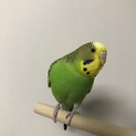 並セキセイインコ   メス　幼鳥　生後5ヶ月