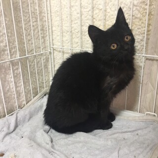 ありがとうございました★可愛い黒猫セーラちゃん
