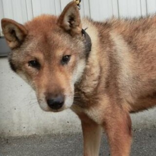 【助けてください】四国犬風のおじいちゃんワンコ