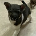 元旦生まれの雑種子犬の女の子