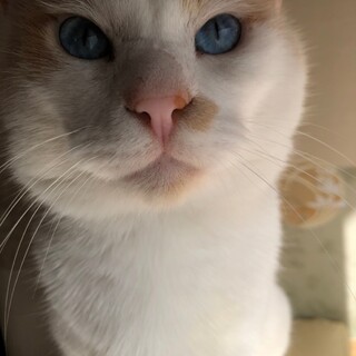 綺麗なブルーの瞳♡ココアくん