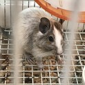 【一時募集停止】デグー　アグーチパイド／メス2匹