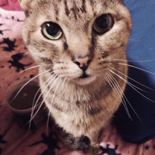 甘えん坊なここちゃん