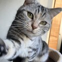 甘えん坊なアメショ似の女の子