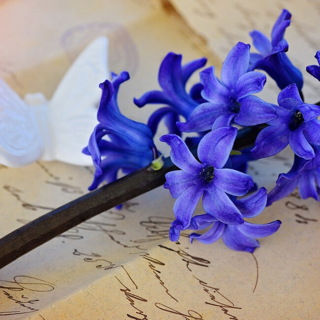 仲夏桜花澀のカバー写真