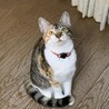 の写真