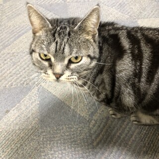 アメリカンショートヘアーの里親募集