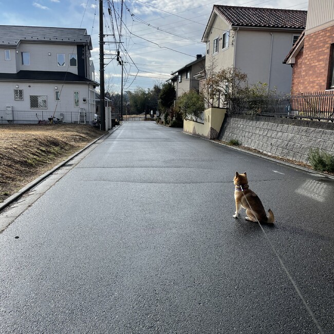 Cararaのカバー写真