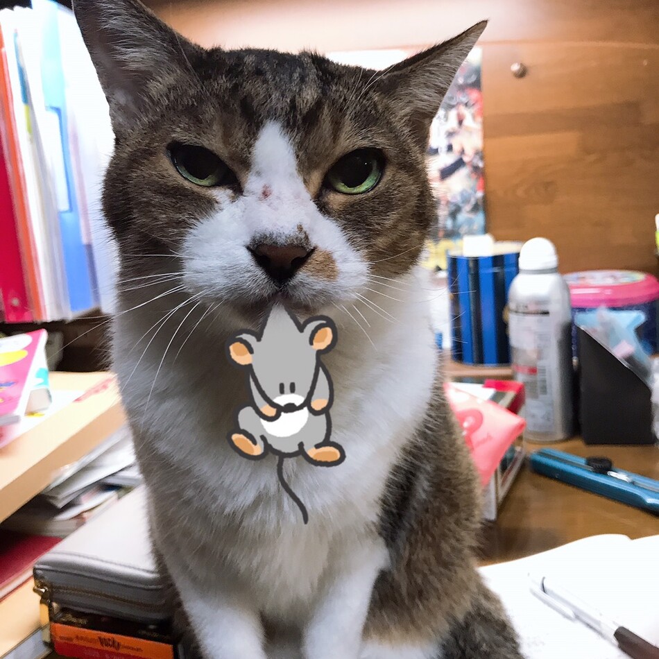 ちょこのカバー写真