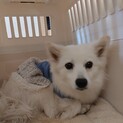 ブリーダー崩壊からのレスキュー いずみ