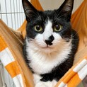ハチワレ子猫、ハナボッチくん