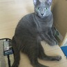 あちゃすさん