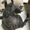 の写真