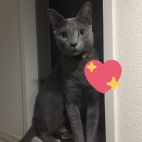 チロ
