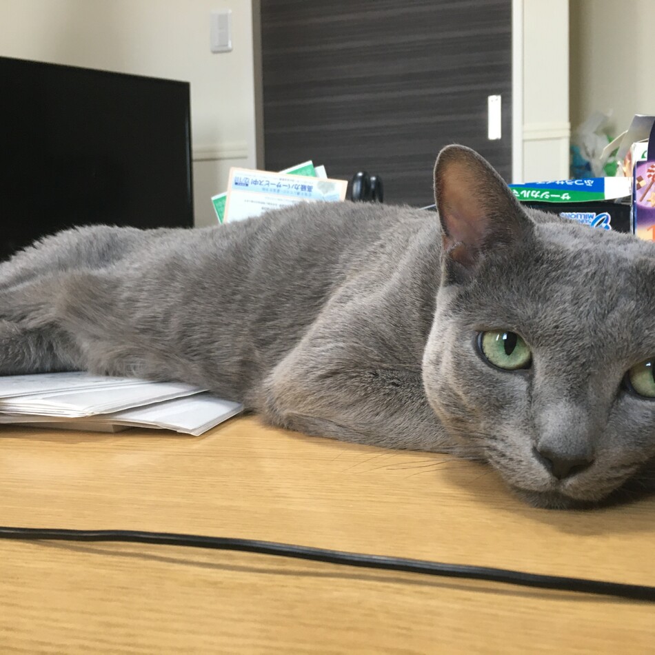 チロのカバー写真