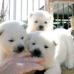 純血種の子犬の募集