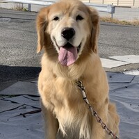 咲良