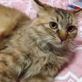 ゴロスリの甘えん坊♡半長毛の美猫ぼたんちゃん