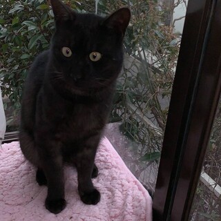 ブラックスモークタビー柄の男の子１歳くらい