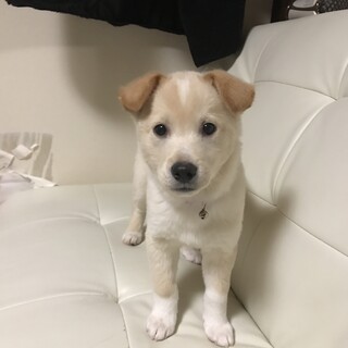 3ヶ月男の子★キレイなクリーム色