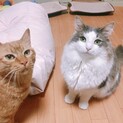2匹一緒にお迎えしてくださる方