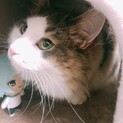 2匹一緒にお迎えしてくださる方