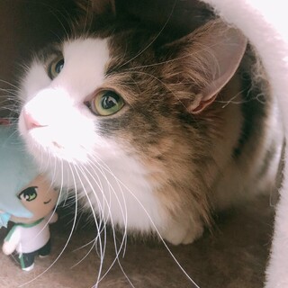 2匹一緒にお迎えしてくださる方