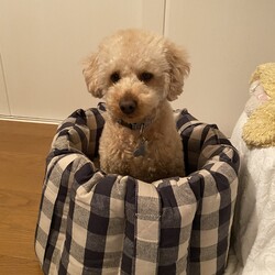 家にいます