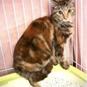 虐待犯から守る為緊急保護した子猫