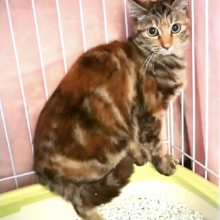 虐待犯から守る為緊急保護した子猫