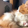 の写真