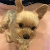 らばくん