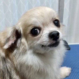 船橋（ふなばし）いつでも寄り添いたい甘えん坊