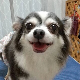 市原（いちはら）朗らかでビビリ♡ほどよい系チワワ