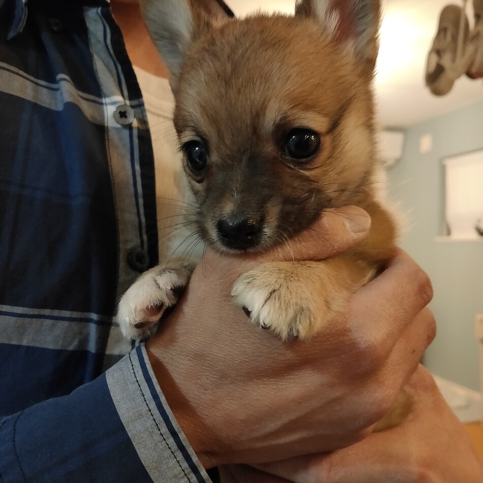 ノエルのカバー写真