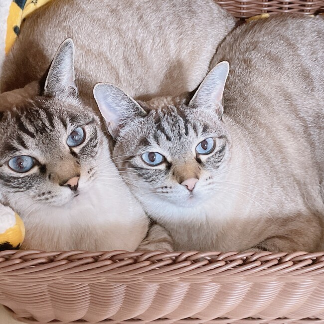 はーちゃまのカバー写真