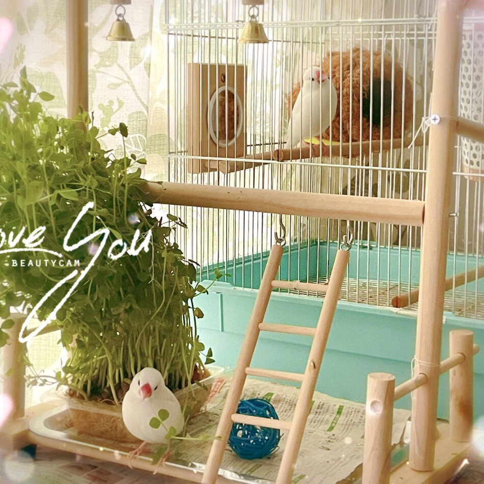 黒胡麻団子文鳥２匹のカバー写真