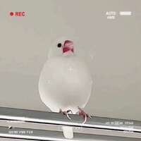 黒胡麻団子文鳥２匹