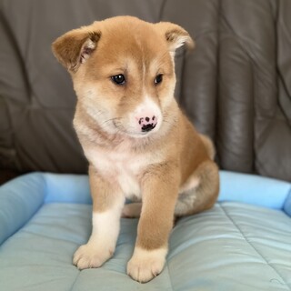 せんくん☆甘えん坊のひとみしりさん