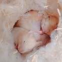ハムスター 助けてくださる方いませんか