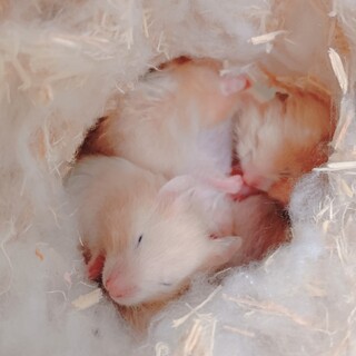 ハムスター 助けてくださる方いませんか