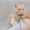 ハムスター 助けてくださる方いませんか サムネイル2