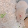 ハムスター 助けてくださる方いませんか サムネイル3